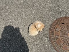 -宠福鑫康馨动物医院·骨科·眼科
