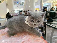 -金茂览秀城