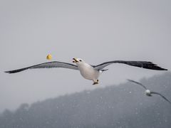 -烟墩角天鹅湖