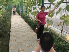 -马陆小张葡萄园农家乐