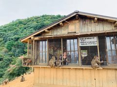 -岚山猴子公园