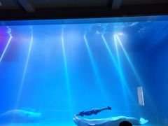 -芜湖新华联大白鲸海洋公园