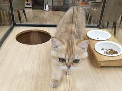 -袖虎猫馆(十亩地店)