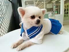 -怪兽屋·羊驼·猫咖·狗咖(俊华广场店)