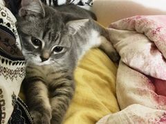 -纳吉亚猫专科动物诊疗中心(蒋宅口分院)