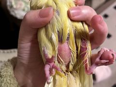 -瑞派·关忠动物医院·异宠专科·犬猫肿瘤·皮肤专科(望京店)