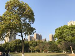 -青枫公园
