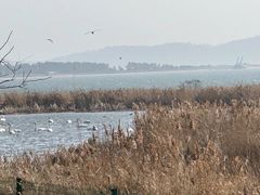 -烟墩角天鹅湖