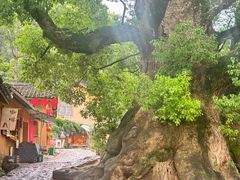-杨家堂村
