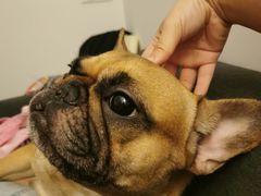 -爱侣宠医·鹦鹉专科·小型哺乳类·异宠专科(灵石路店)