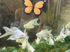 -Lamant Manor已闻花名关於蓝