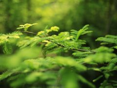 -桤木河湿地公园