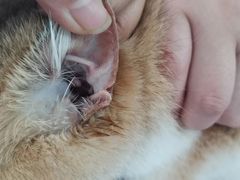 -嘉馨宠物医院·CT影像转诊·心脏科·犬猫全科诊疗中心(下沙大学城院区)