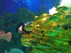 -芜湖新华联大白鲸海洋公园