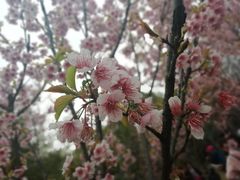 -武汉大学-樱园