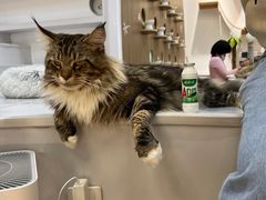 -COLOR PETS 撸猫馆·购猫·猫咖(长风大悦城店)