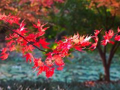 -花开海上生态园