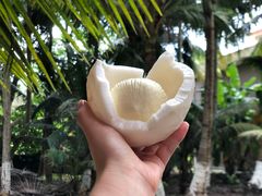 -东郊椰林