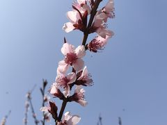 -桃花岭景区