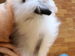 -猫猫幼稚园·撸猫·桌游·电玩