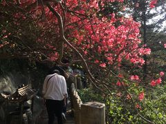 -木兰云雾山