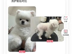 -囡的喵喵酱·萌宠生活馆·宠物洗护美容(胶州路店)