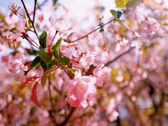-高东镇樱花园
