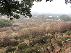 -香雪海