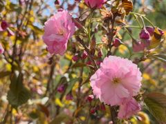 -长白岛森林公园