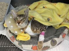 -纳吉亚猫专科动物医院博雅分院