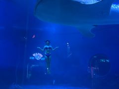 -烟台海昌鲸鲨海洋公园