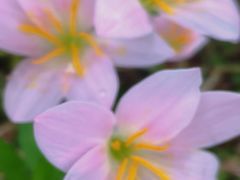 -白鹭湾湿地公园