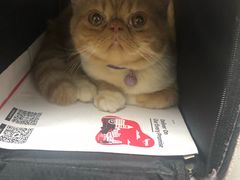 -爱侣宠医·鹦鹉专科·小型哺乳类·异宠专科(灵石路店)