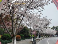 -高东镇樱花园