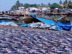 -尼甘布海鲜市场