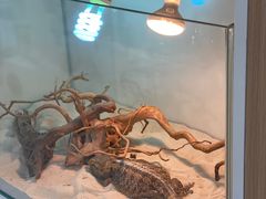 -喵园·猫主题咖啡厅·撸猫·猫咖(国贸店)