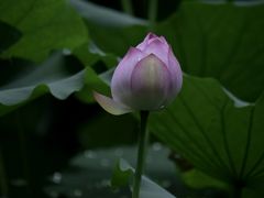 -荔湾湖公园