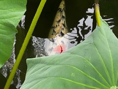 -莲池书院博物馆