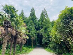 -东平国家森林公园