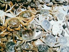 -欢乐牧场海鲜烤肉自助(牡丹园店)