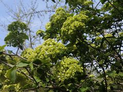 -武汉大学-樱园