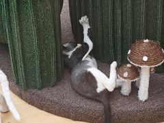 -帕帕拉兹宠物(亚洲旗舰店)