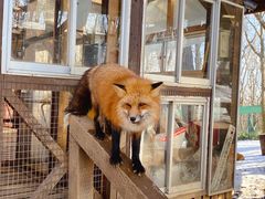 -宫城藏王狐狸村