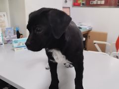 -东日国际动物医院·CT·心脏专科(桃源分院)