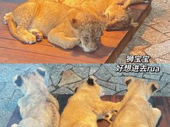 -上海野生动物园