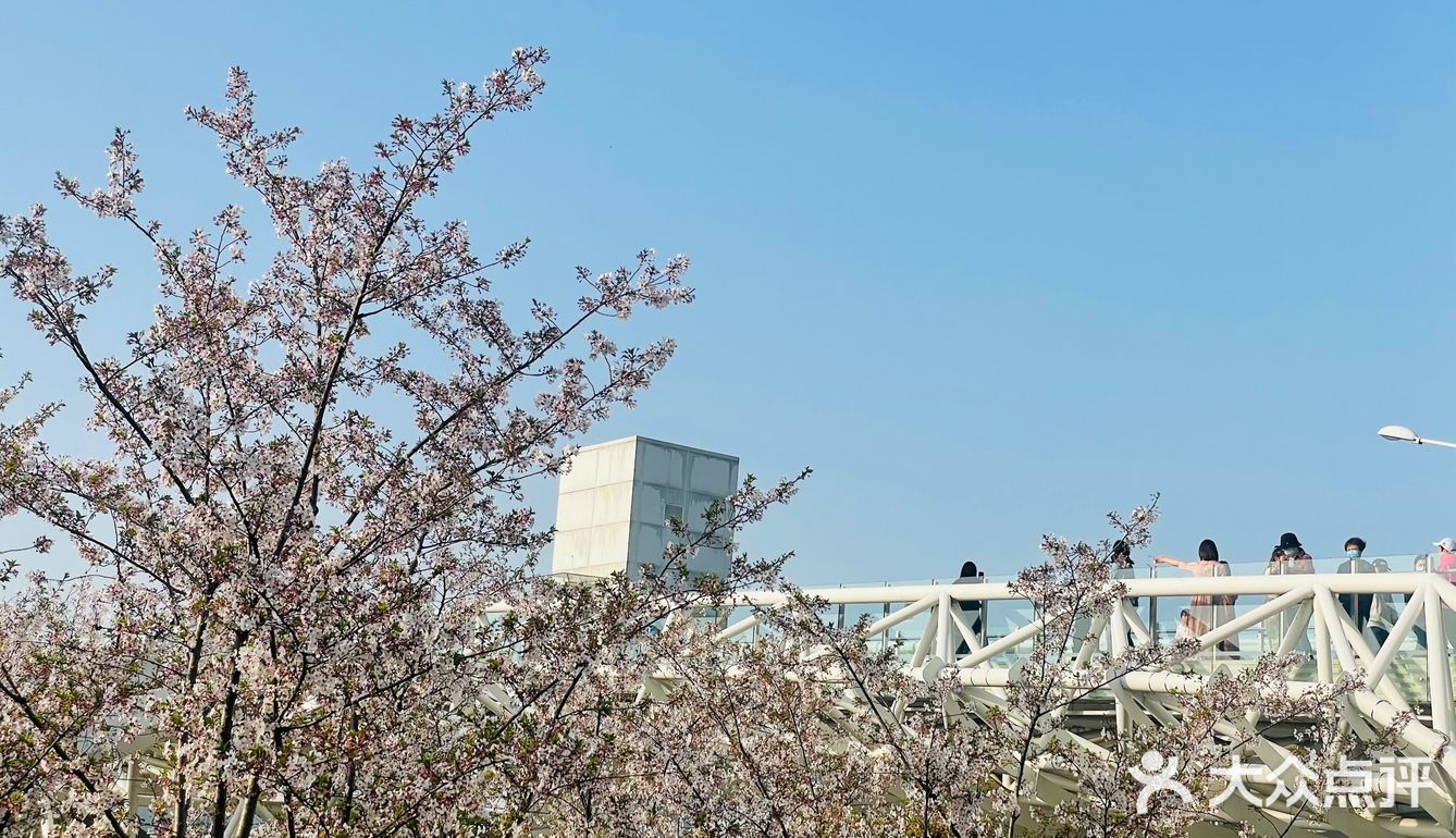又是一年樱花季🌸