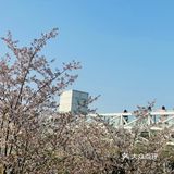 又是一年樱花季🌸