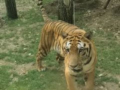 -北京野生动物园