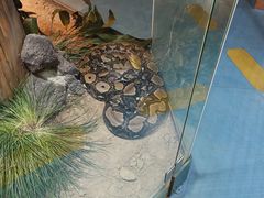 -上海大自然野生昆虫馆(东方明珠·爬宠昆虫探索中心)