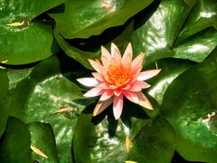 -观桥阁(锦溪店)